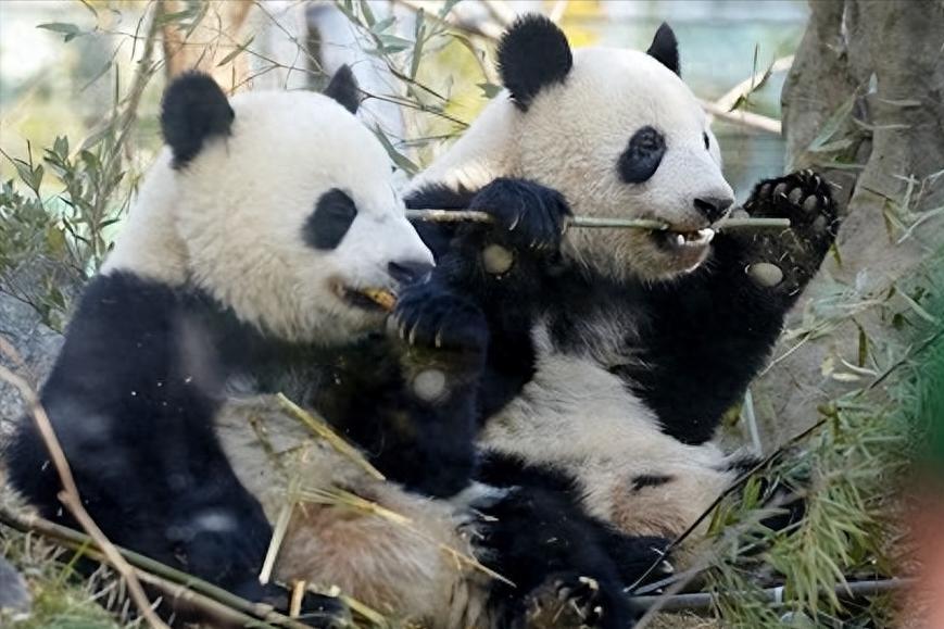 最后两只熊猫打包回国，高市早苗一句狂言，换300亿日元天价账单

最近东京上野动