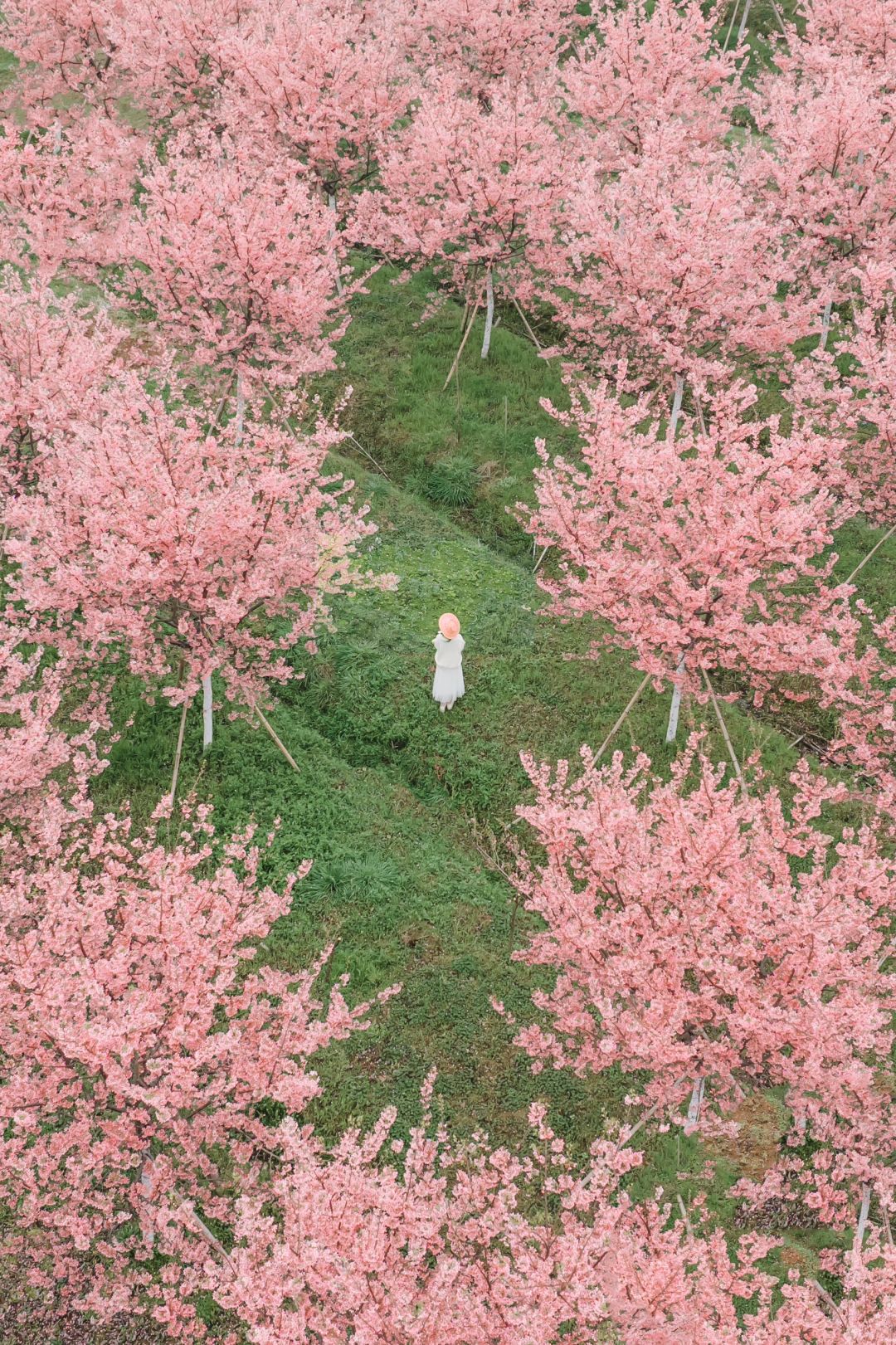 🩷💚覆卮山旁，这片樱花林也太美了‼️