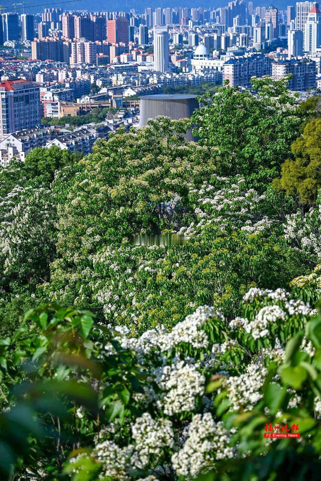 鼓楼区梅峰山地公园迎来一年中最温柔的花事：木油桐花大面积盛放了 