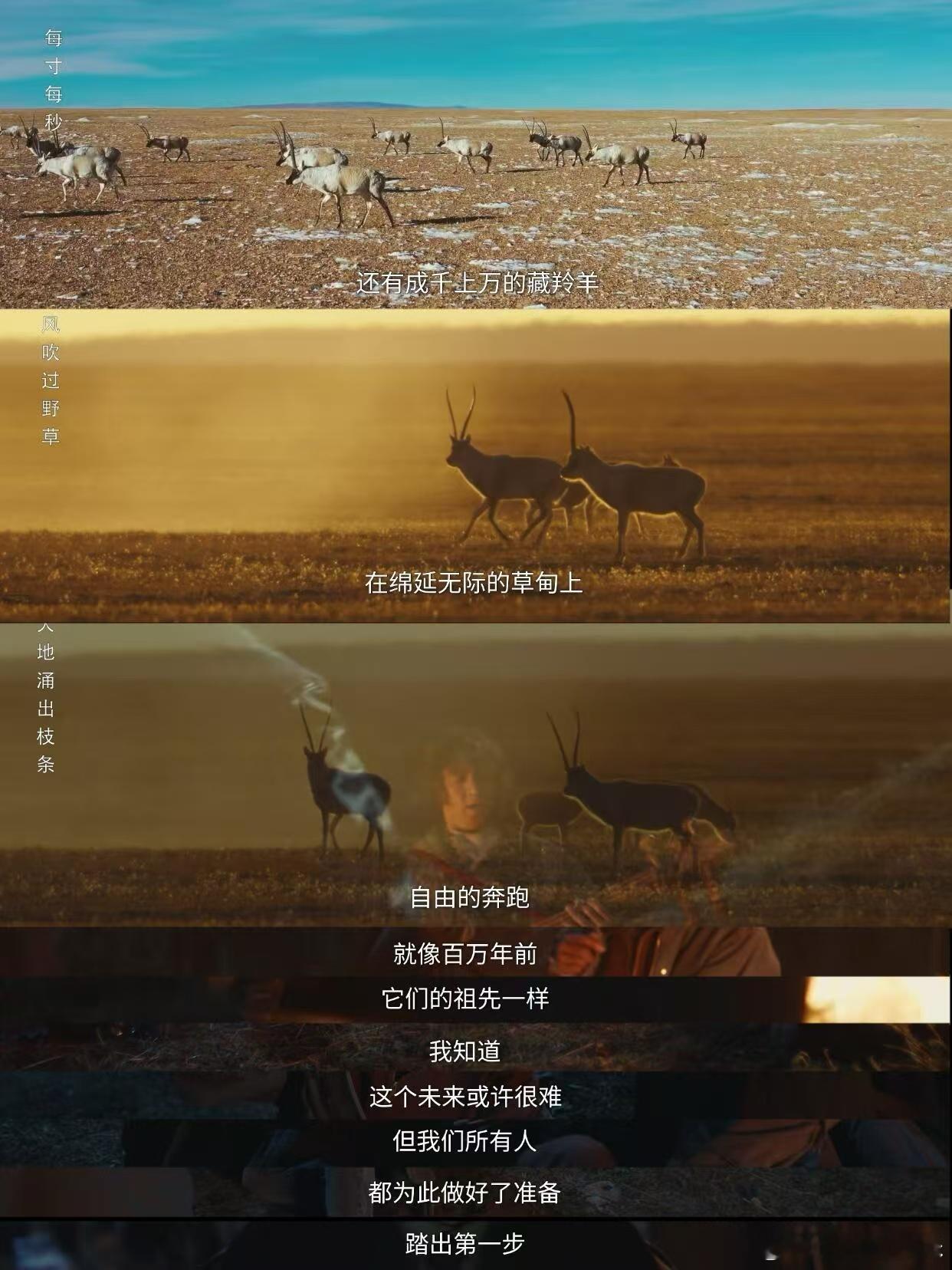 我的生命树DNA在青海动了看了生命树人在工位心在青海 《生命树》把青海的壮阔拍得