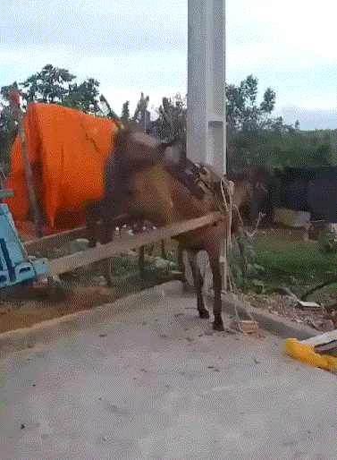 马:干活前先锻炼一下！
