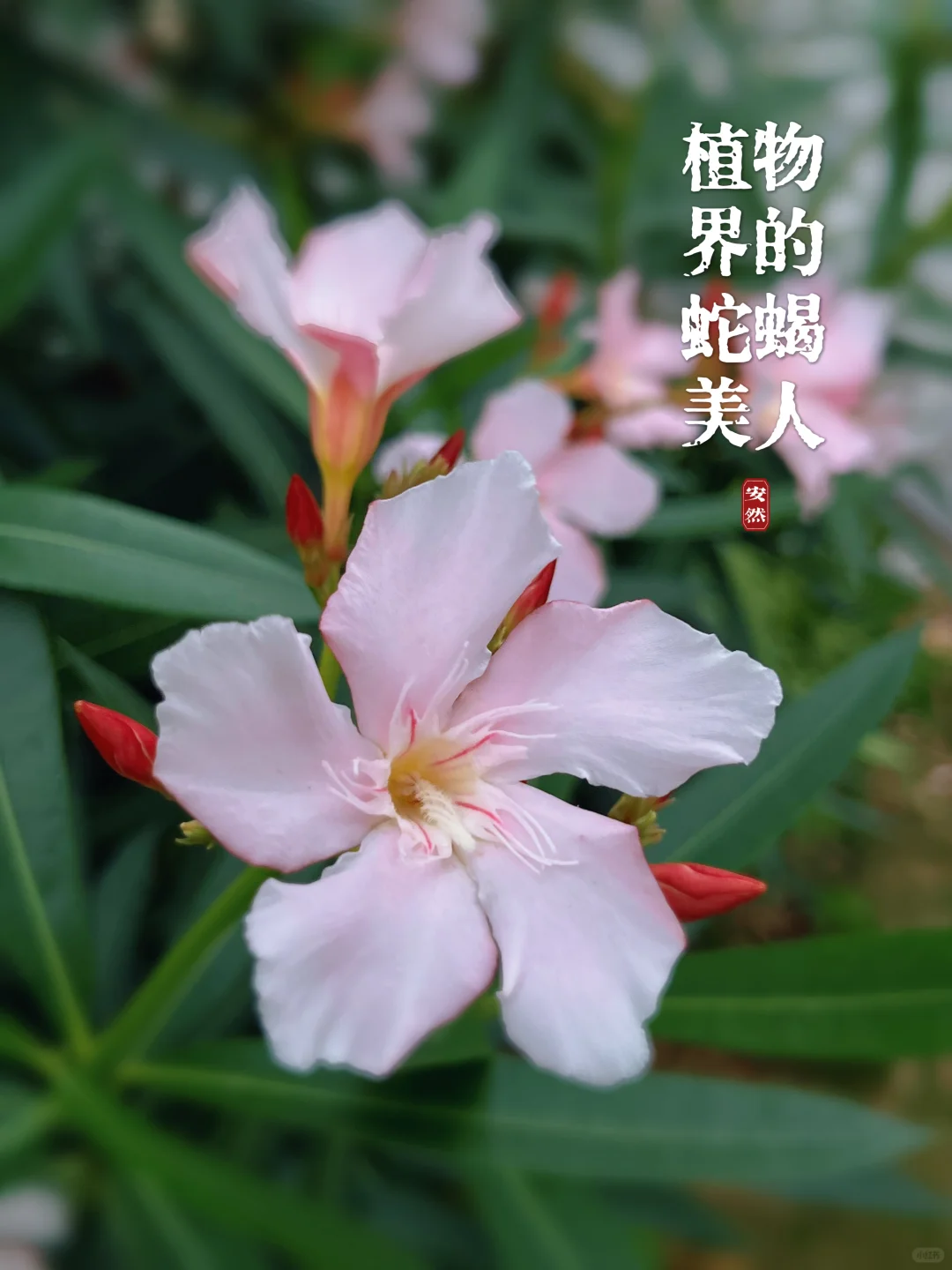 植物美图｜植物界中的蛇蝎美人