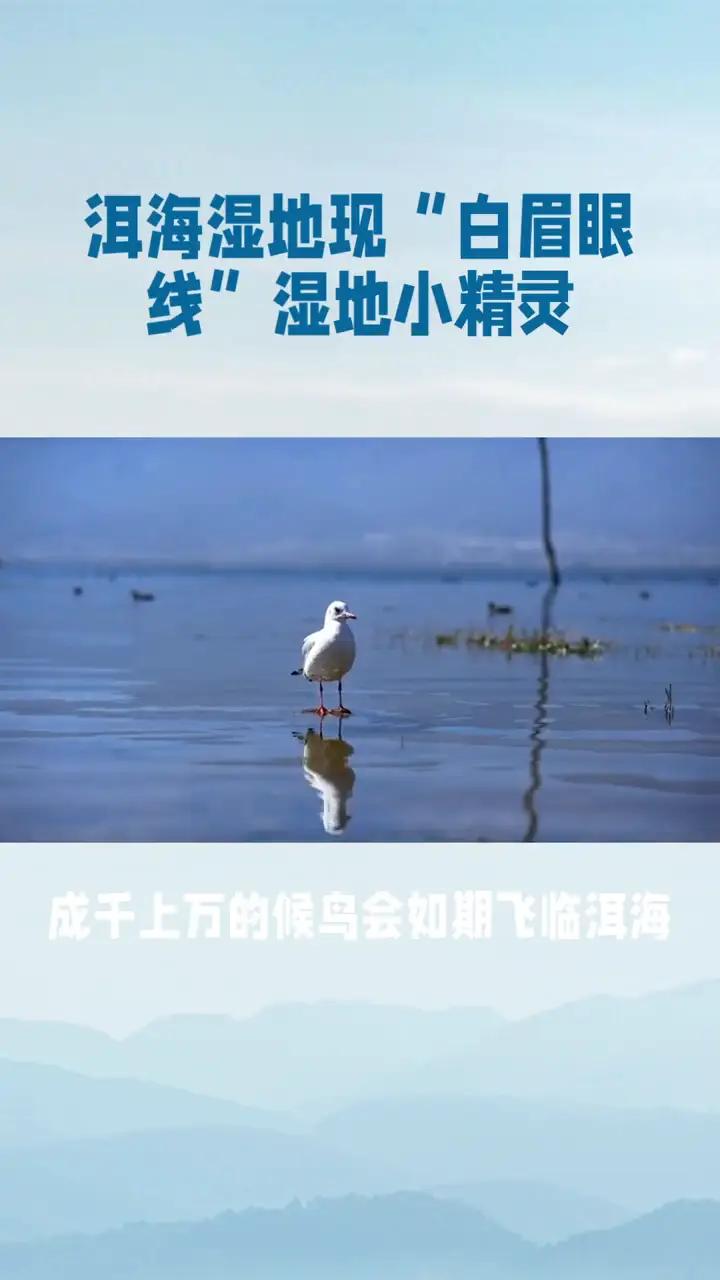 洱海湿地现"白眉眼线"湿地小精灵。
大理洱海，一个让人心驰神往的地方，不仅因其多