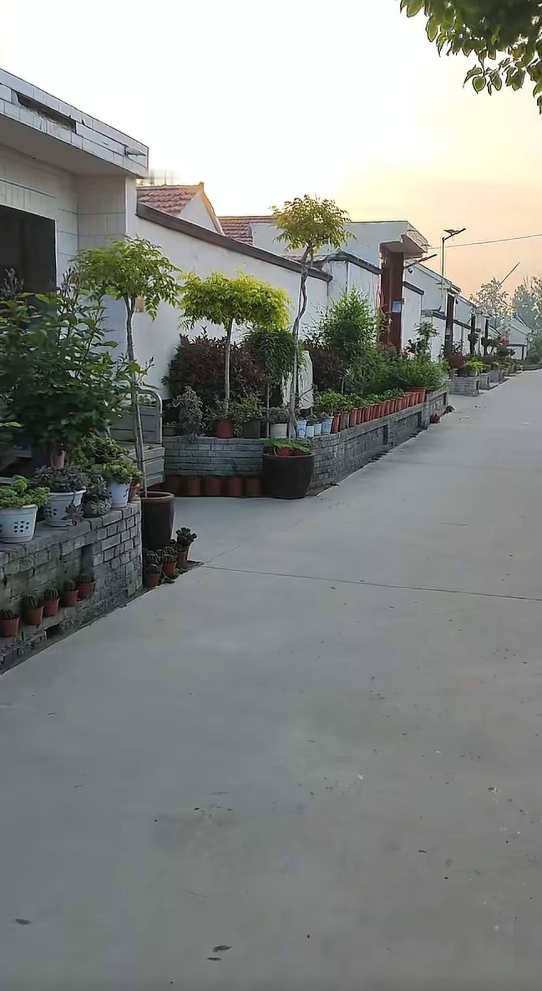 小院绿意盎然，盆栽错落有致，夕阳洒在巷道上太治愈了～🏡✨  美丽乡村 村庄绿化