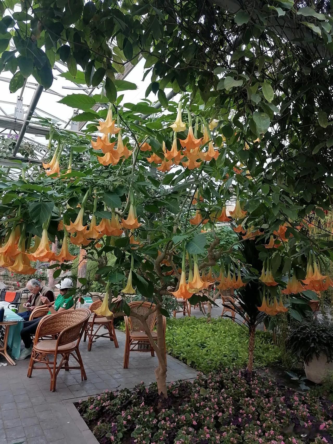 #一张图分享秋日风光#这里是北京丰台区花卉大观园室内展览厅，这棵树我很喜欢可就是