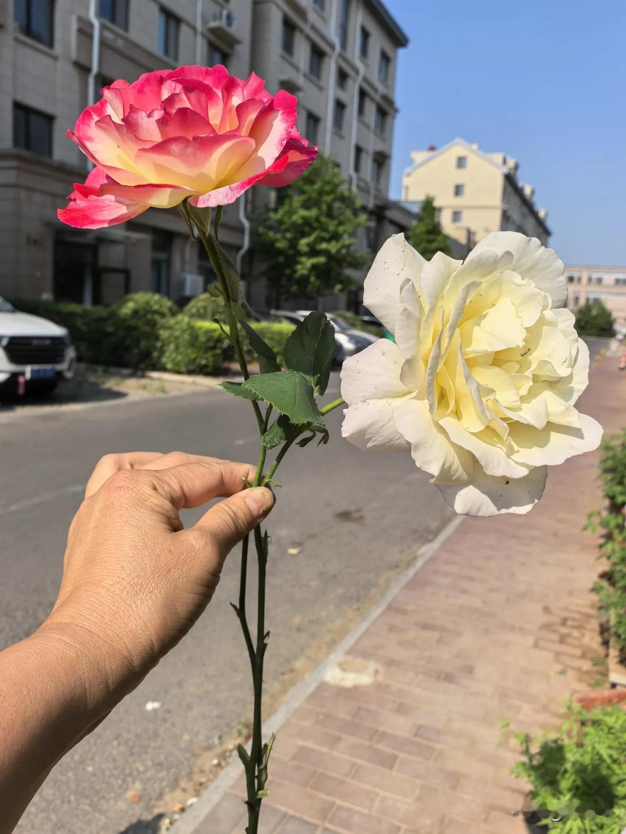 养花人的乐趣,你喜欢养花吗?这就是并蒂花吧？问题它是怎么做到同枝不同色的？我觉得