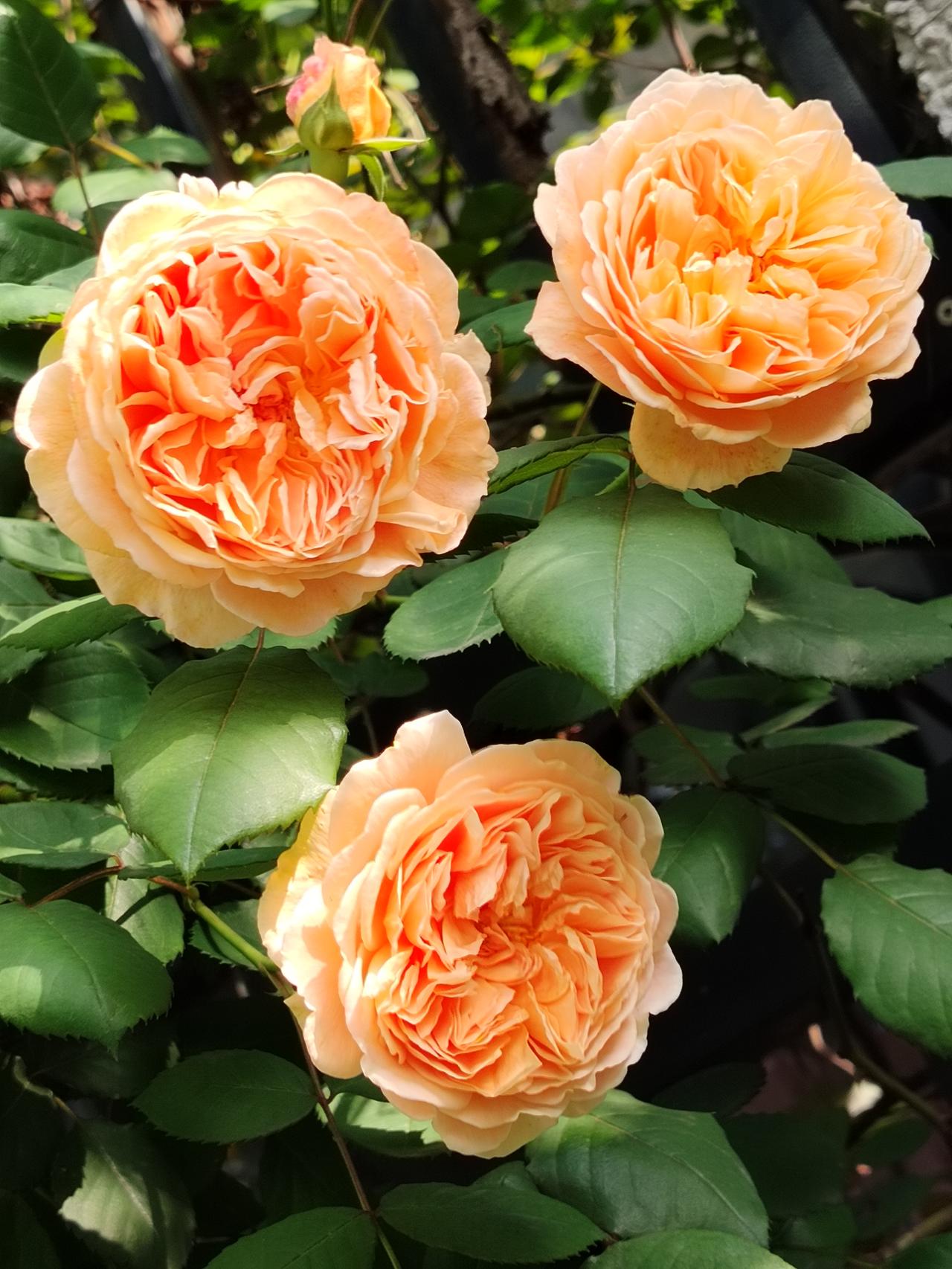 春天就是花的世界