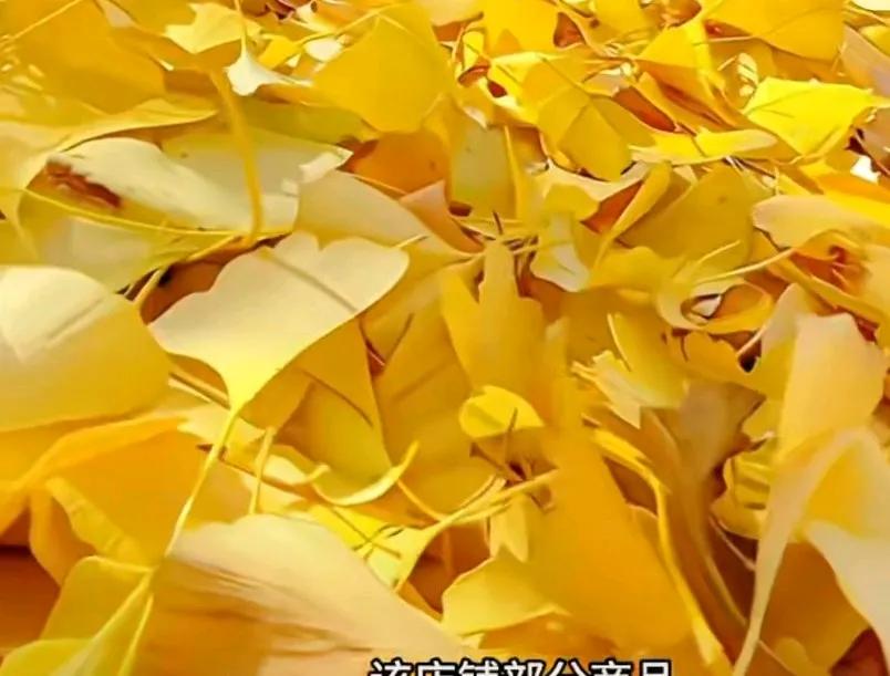 29.9元可网购100片银杏叶，夜变商品捡的也能卖钱，枫叶梧桐叶均有售卖，
商家