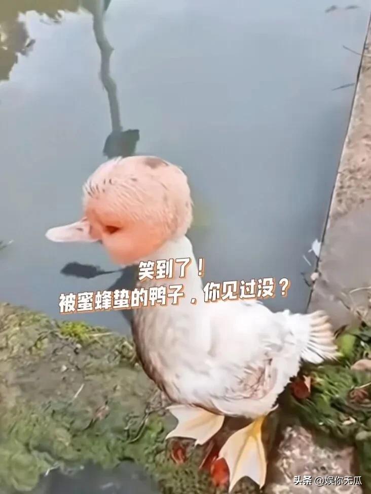 笑到了：被蜜蜂蛰过的鸭子，你见过没？它那脑袋被蛰，肿得红通通一片，样子滑稽又令人