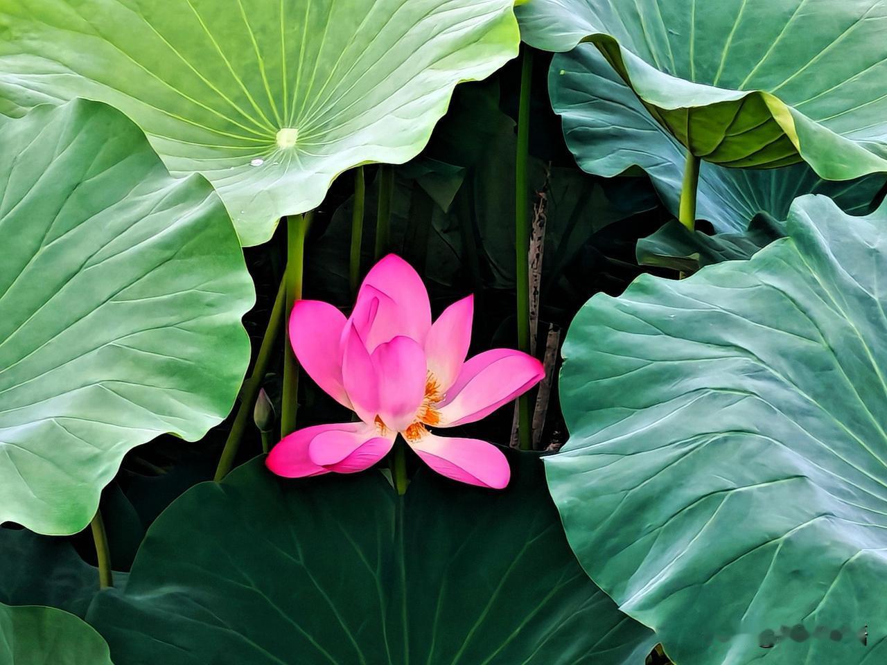 荷花在绿叶中显得格外亮眼。