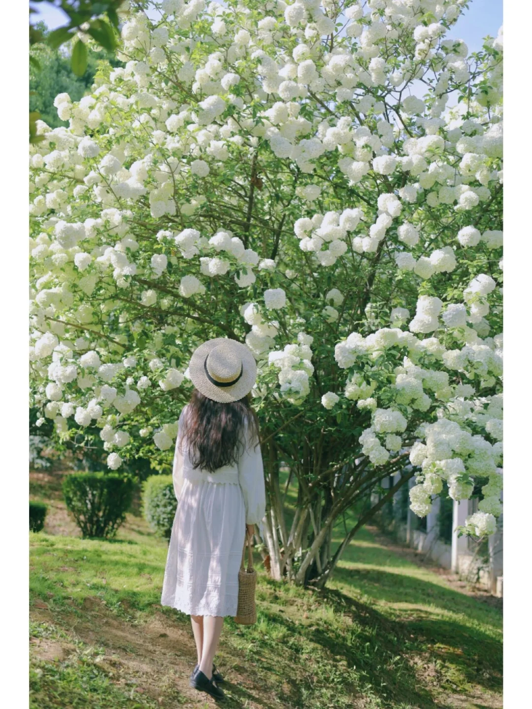 武汉4月顶流木绣球赏花地图！9个绝佳打卡地