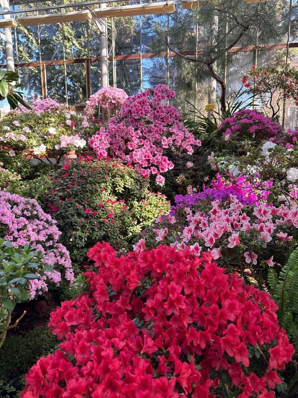 彼得大帝植物园里美丽的杜鹃花正在盛开。 