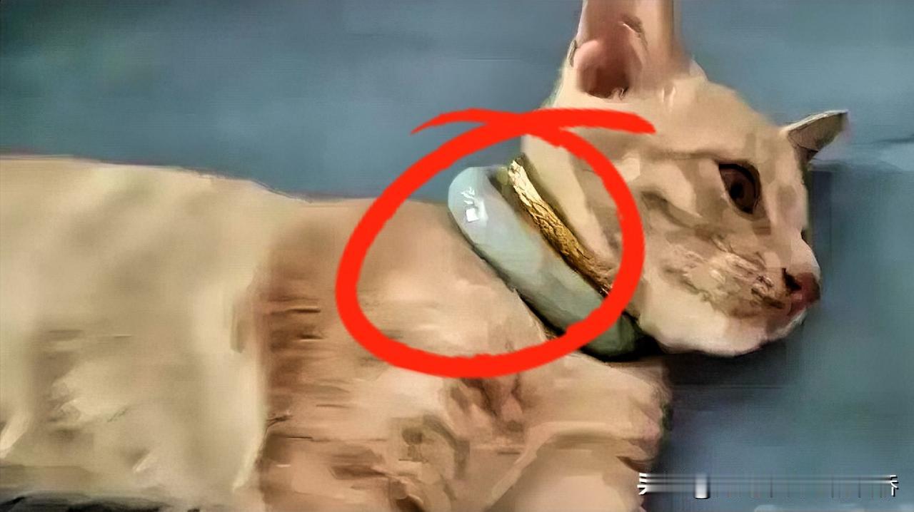 猫咪被金玉镯套上了，取不下来，邻居说残忍的话时，网友却给出不同的主意

不过呢，