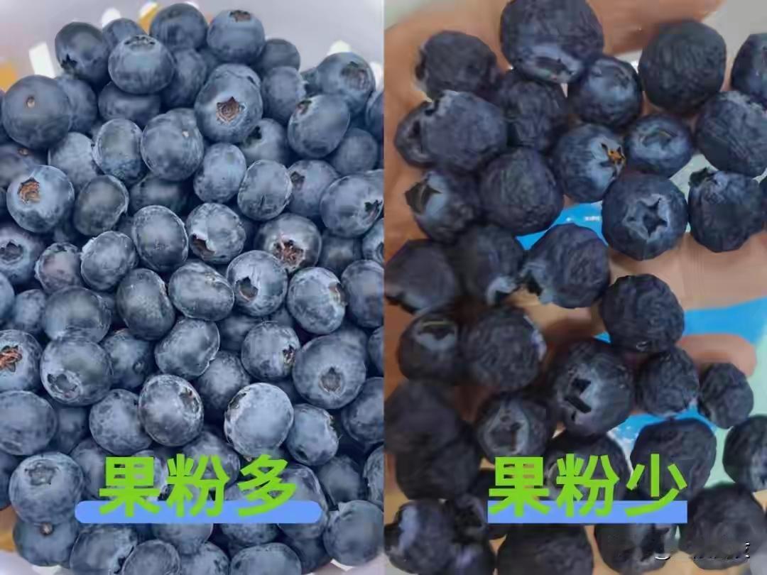 完整榜单
女子连续2天吃半斤蓝莓患胃石症

听起来是不是有点匪夷所思？蓝莓，这个