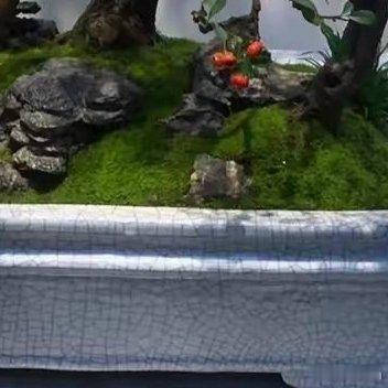 看清，麻烦；看懂，伤感。世上之事，太过难缠；世上之人，喜欢纠缠！感谢你给我简单的