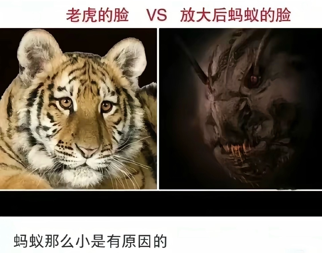 蚂蚁好狰狞啊