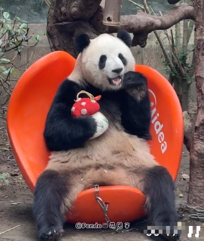 国宝挺会享受生活，它们很聪明，能解锁很多玩具的用法，智力挺高的！渝可真聪明，还知