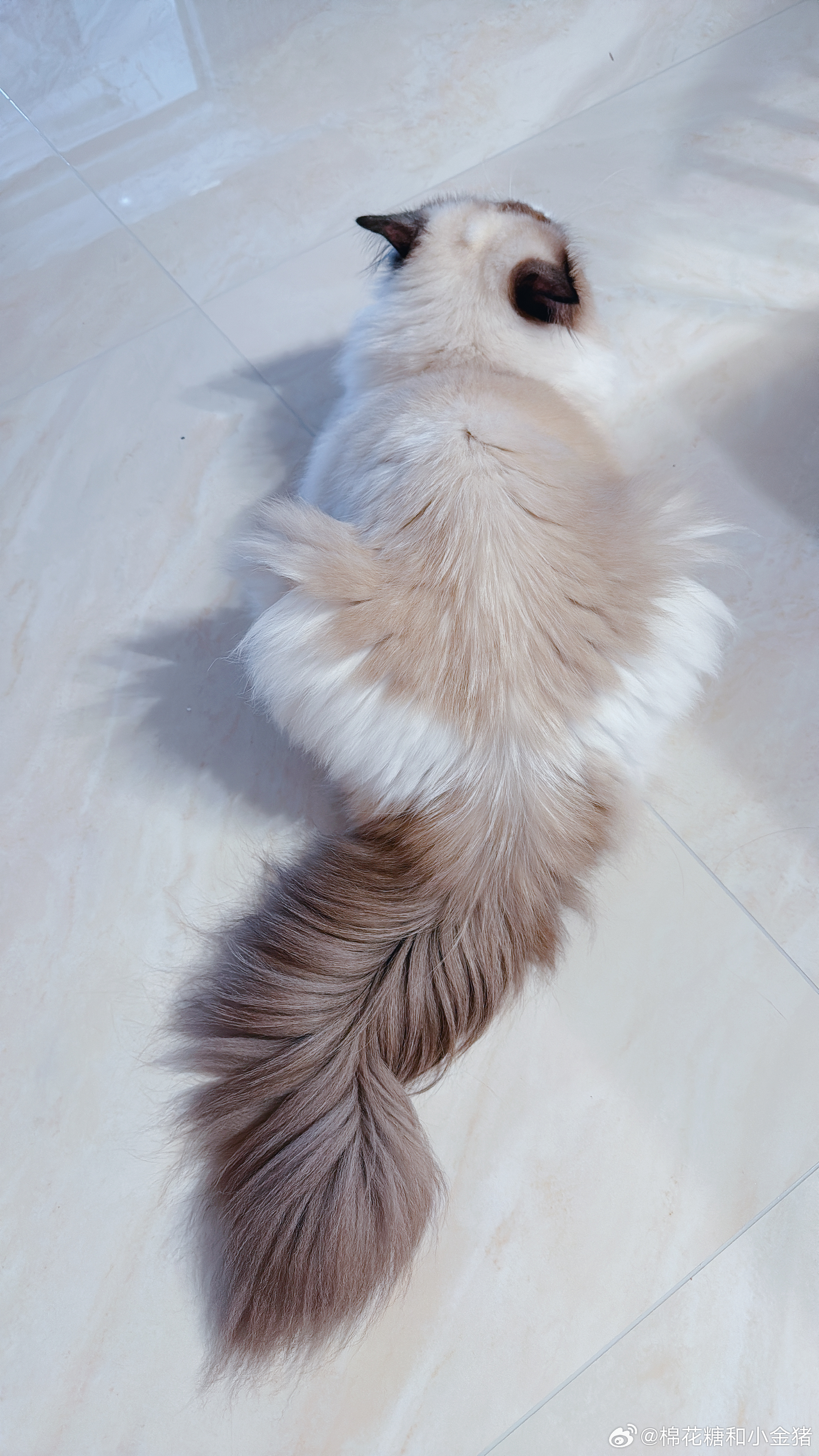 他们姥认证，全猫舍最大尾巴的小猪～ 
