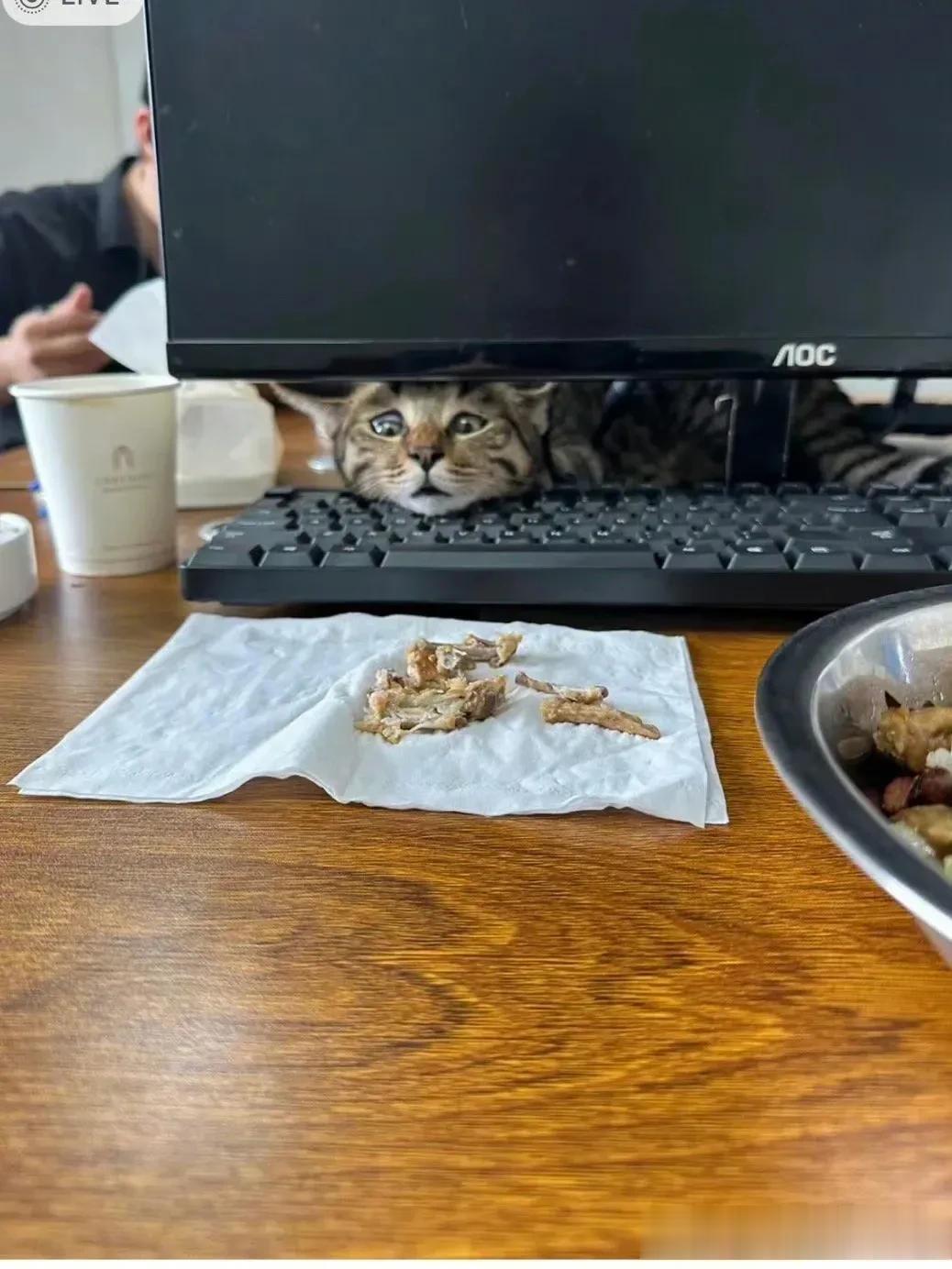 #偷吃# #猫咪二三事# #日常生活分享#
