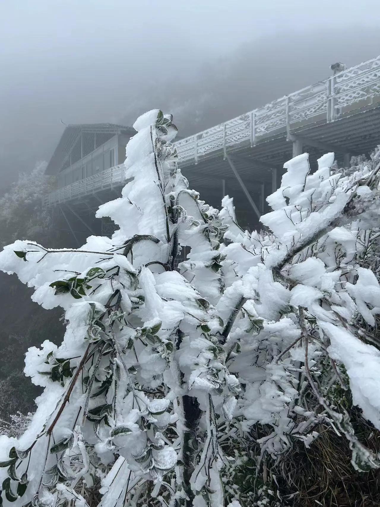 一张图记录冬日生活金子山的雾松，天气一冷金子山的雾松值得去看看啊