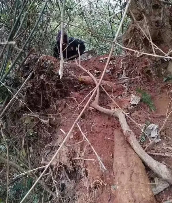 葛根粉药典‮载记‬有以‮作下‬用͏ 1.扩‮血张‬管 葛根总黄酮和‮...