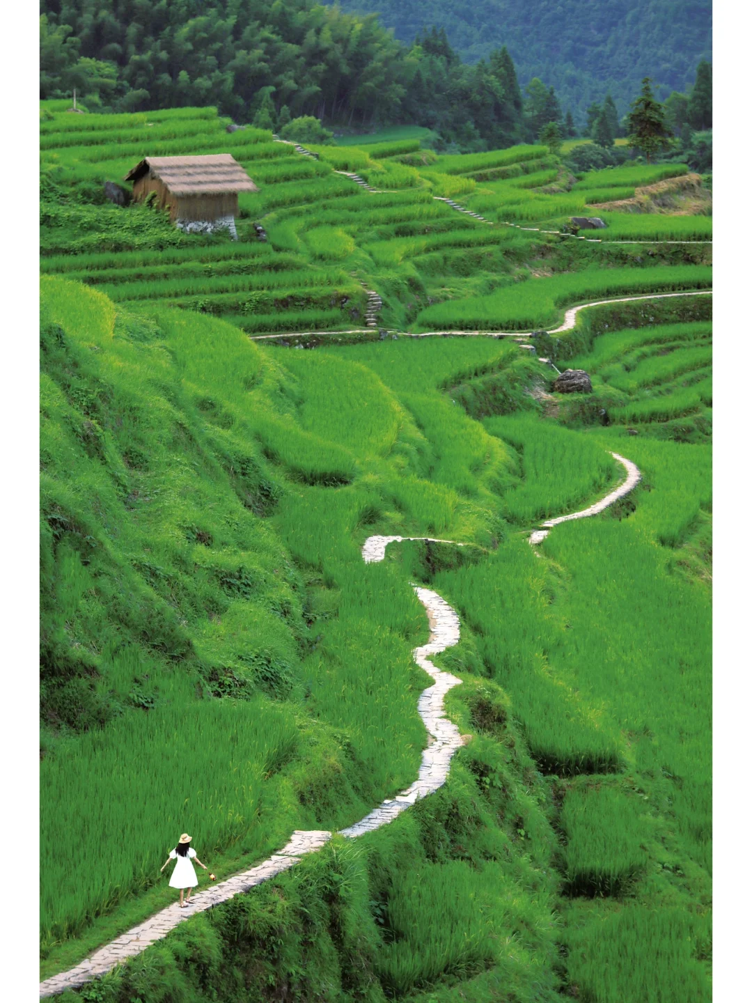 在浙江！！不在贵州！！🍃🍃梯田古村后悔才来