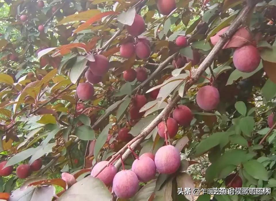 上海随处可见的紫叶李，现在媒体爆出来不能吃，理由很奇葩！

紫叶李在上海道路绿化