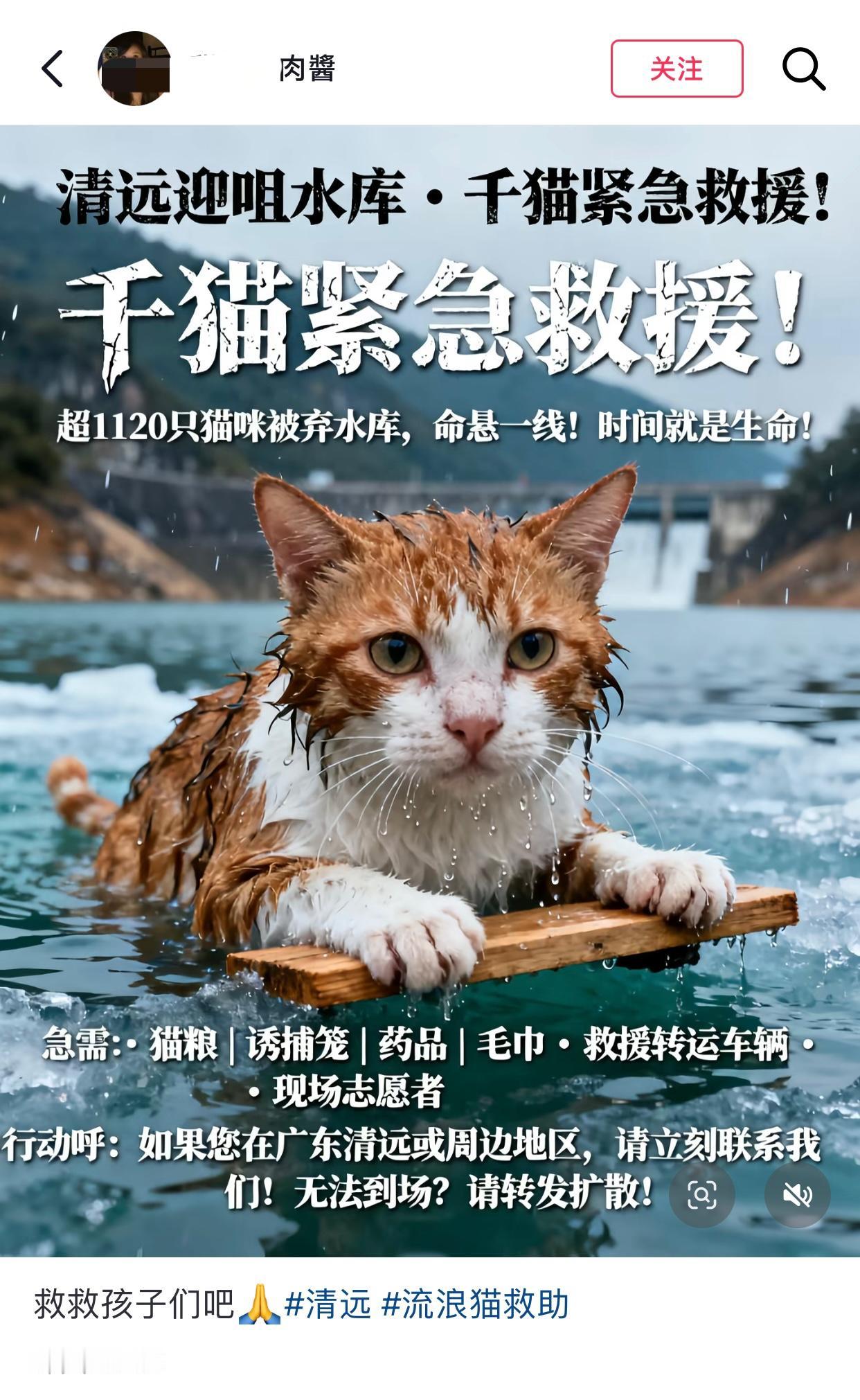 看到有人在组织广东“千猫紧急救援”活动，明明是放生措辞写的却是“猫咪被弃水库”，