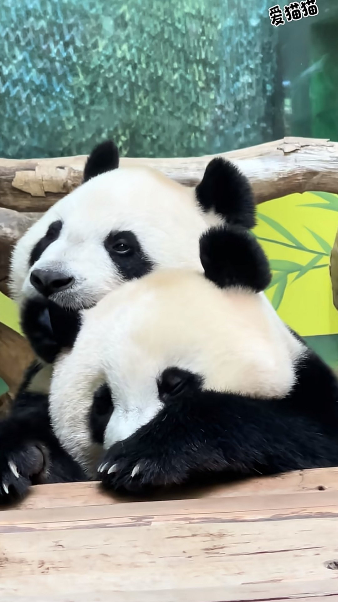 萌萌沉浸式嗷猪头皮 妹猪：🙉🙉🙉 