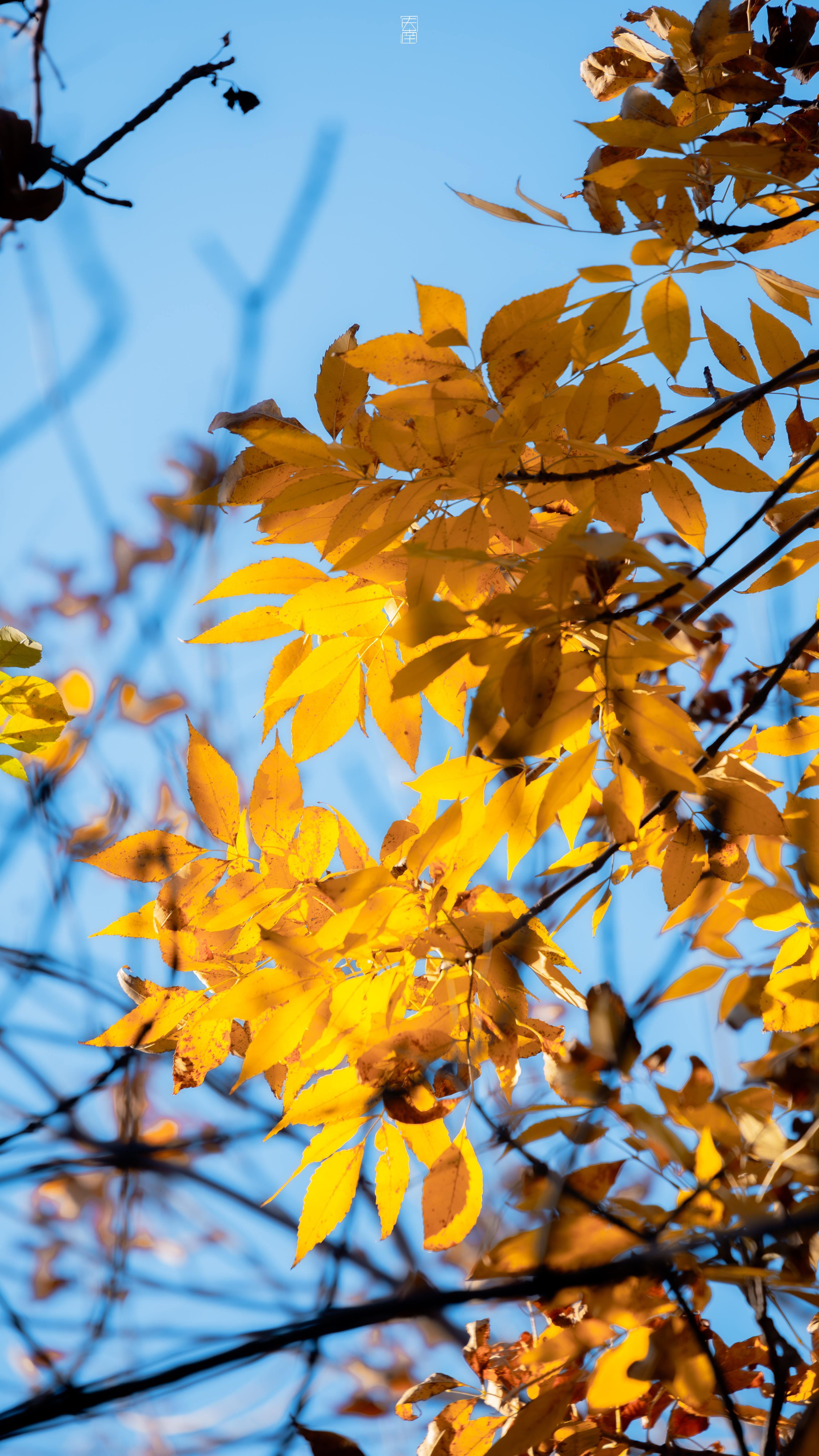 “失约的人 也许各有苦衷”惜秋🍁🍂（拍于北京奥森北园）摄影​​​