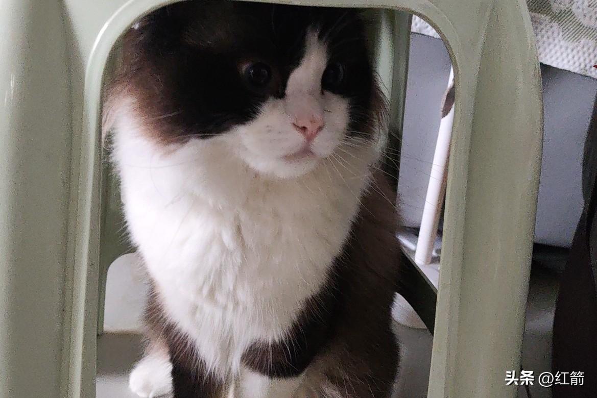 我家那只又丑又萌的猫，坐姿简直绝了！时而站在凳子底下，像个神秘小卫士；时而肚皮朝