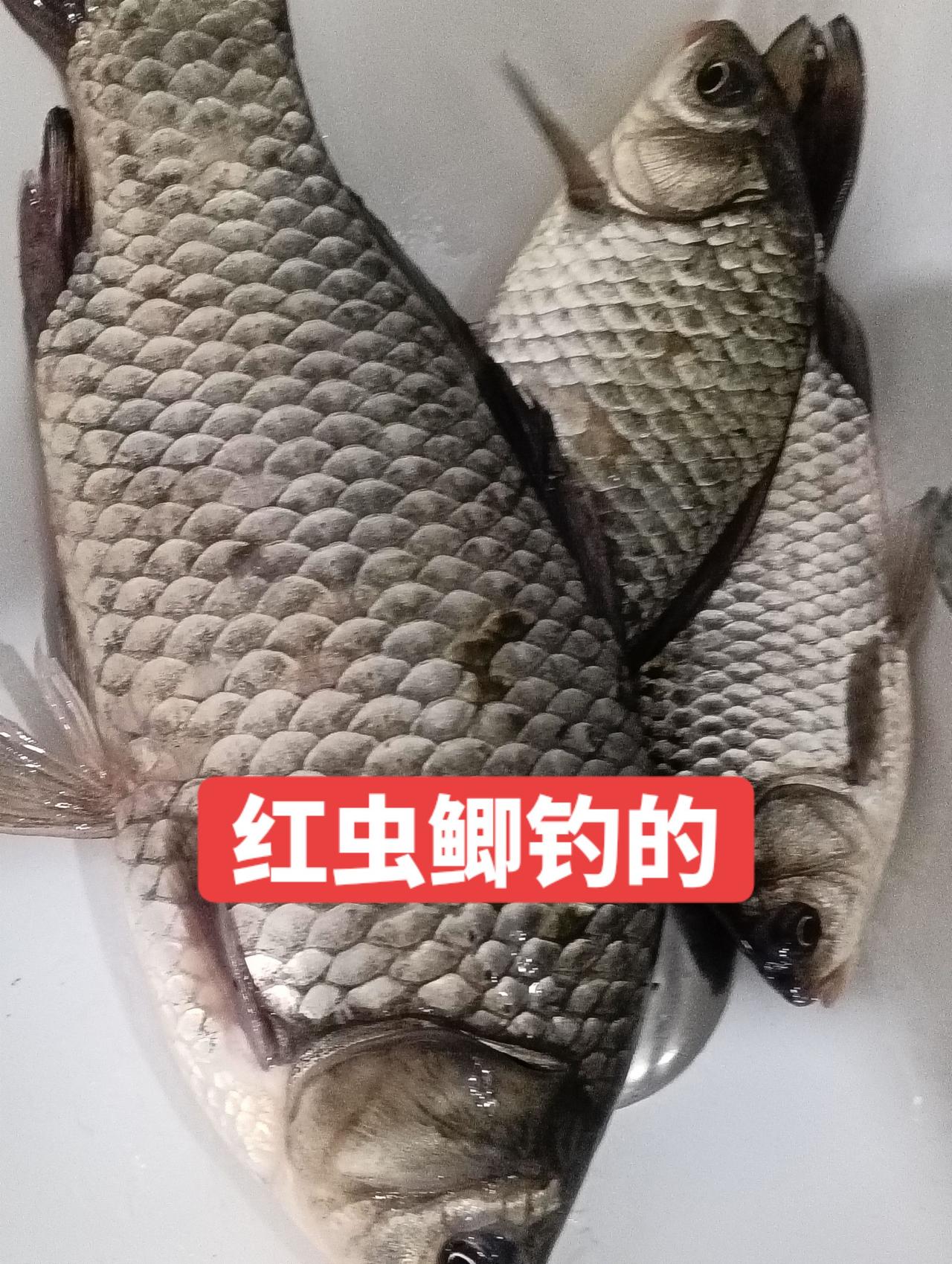 今年钓的最大的大板鲫有1斤半了