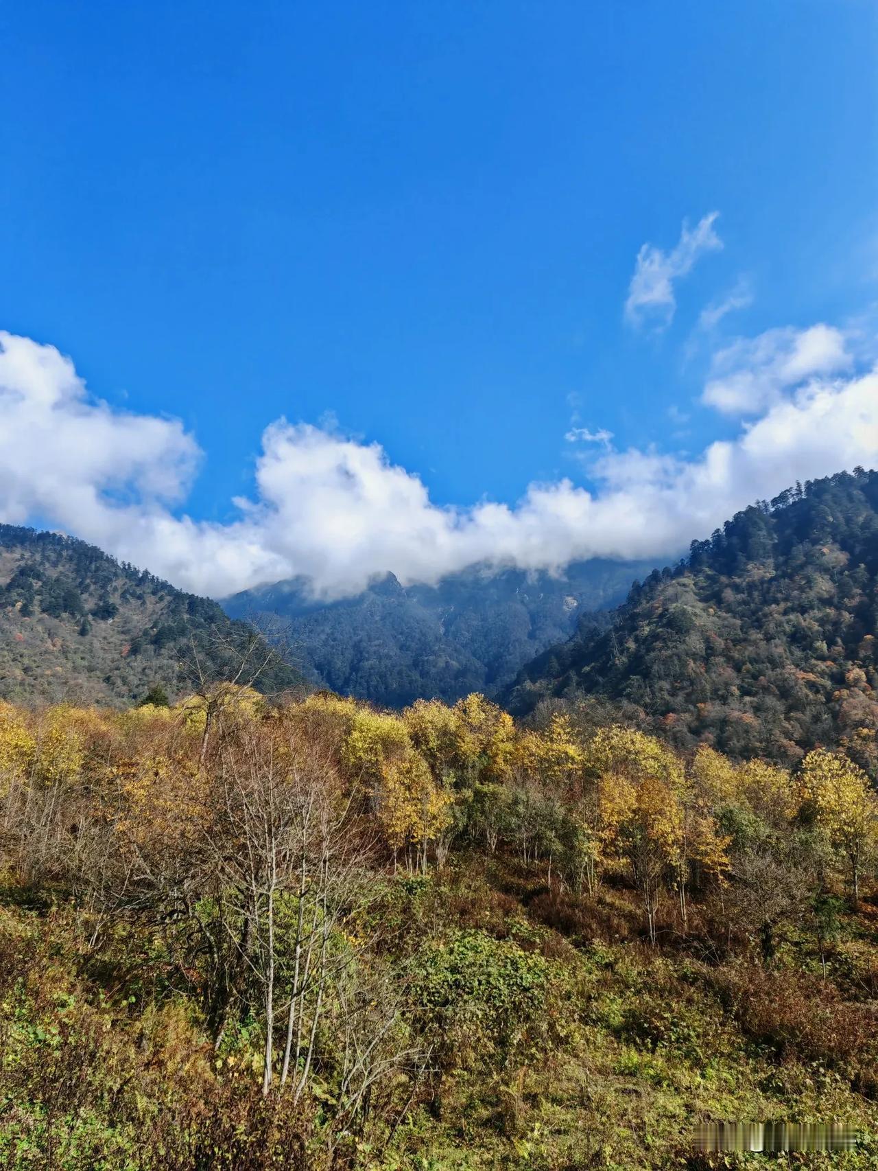 卧龙中华大熊猫苑神树坪
我们一起穿越山川河流
去看那美丽的风景和人
天空湛蓝飘着