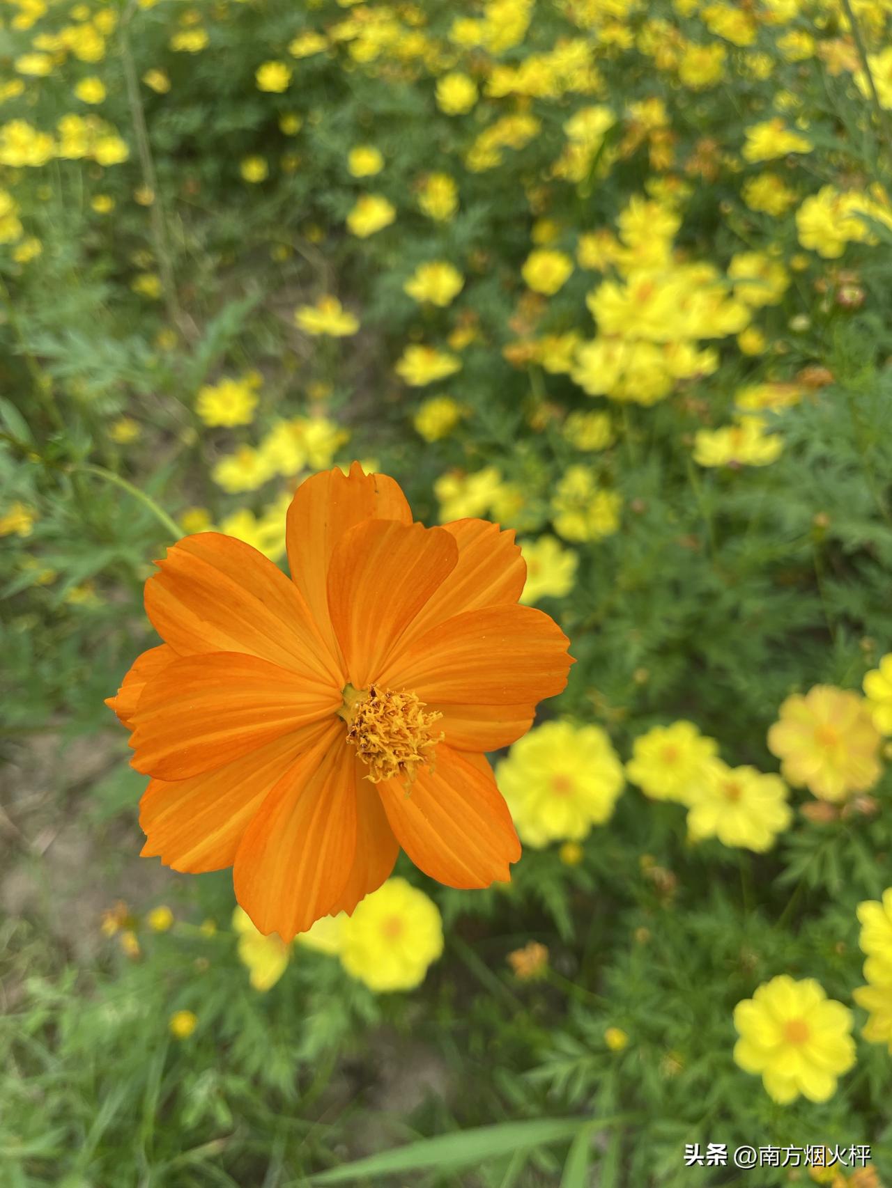 这个话题真不错，我正好在汉江湿地公园拍到了漂亮的花花和树。