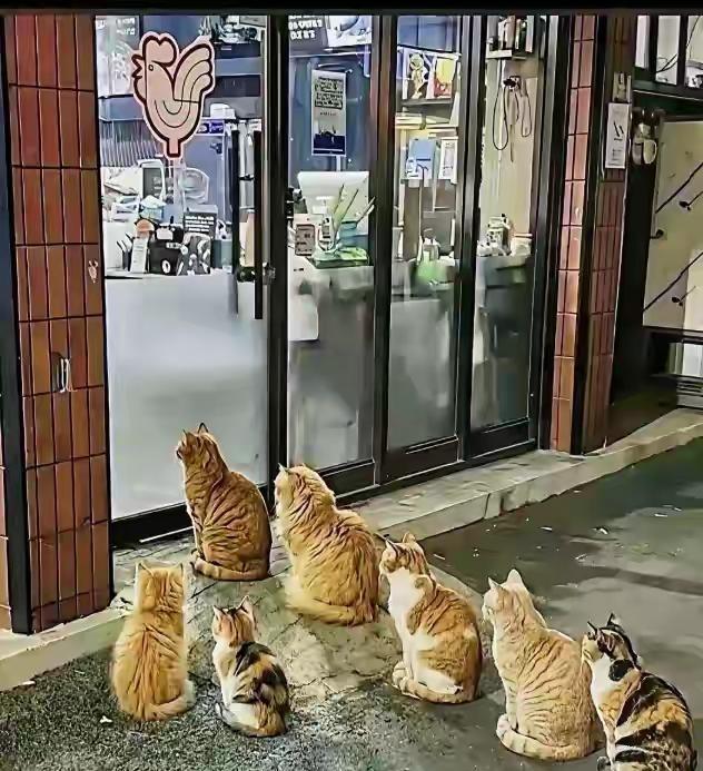 谁敢信，在寸土寸金的北京朝阳区，居然有一群流浪野猫分出大猫小猫两个方阵进食，甚至