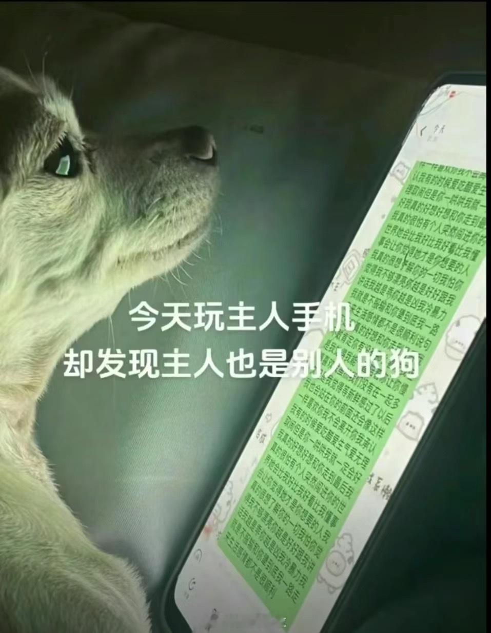 请保护小动物 ​​​