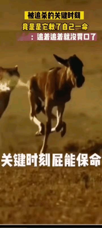屁！
真有屁用！[发怒]

凡事了解原理，就会明白很多现象，原来屁有这么多妙用。