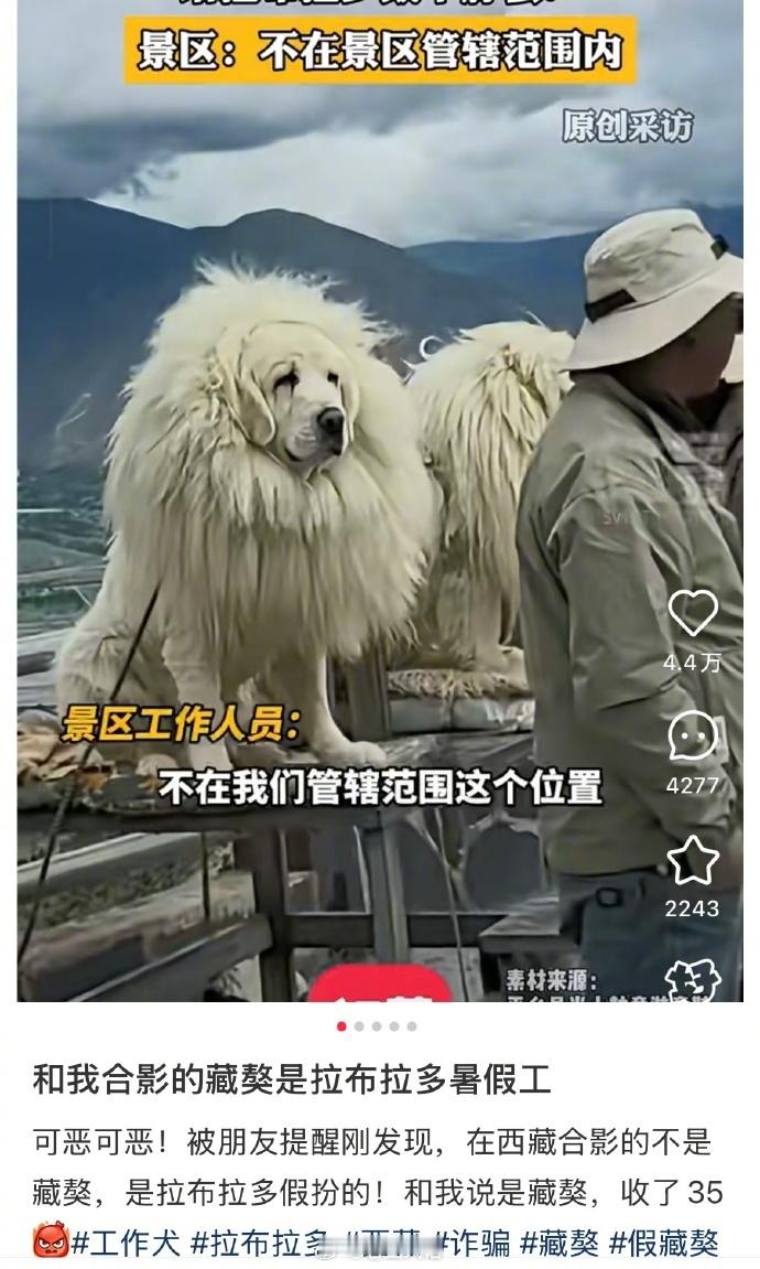 合影的藏獒是拉布拉多暑假工 ​​​