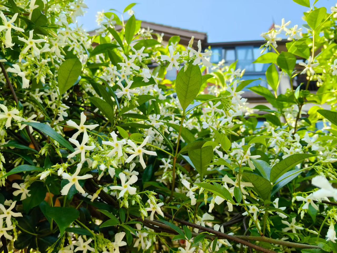 分享一张随手拍的花。风车茉莉又叫络石，是夹竹桃科络石属的常绿藤本植物。