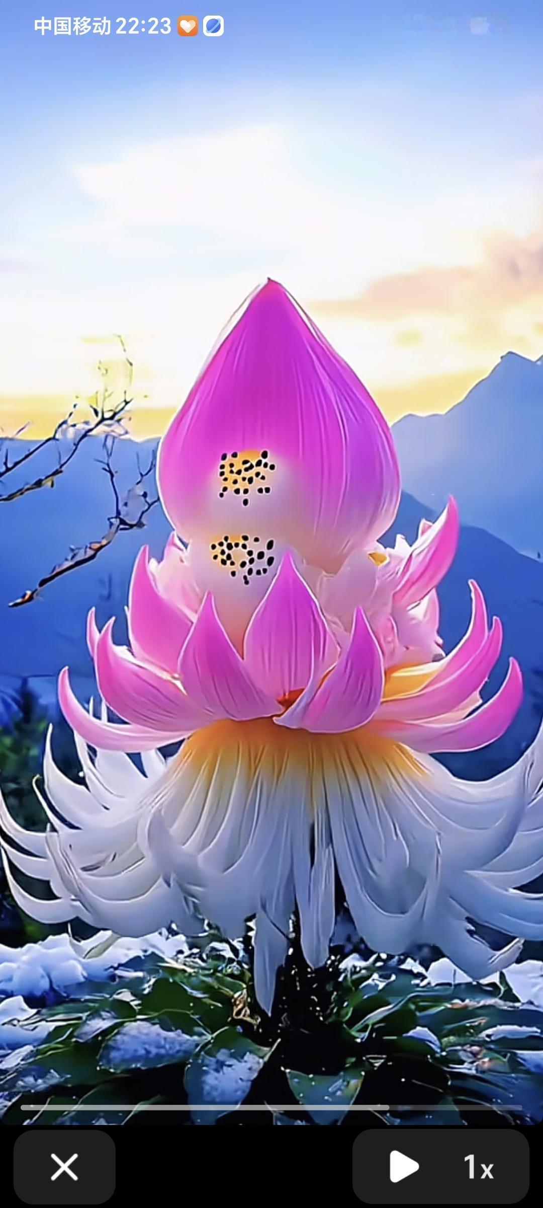 我是一朵千年的雪莲，风中摇曳你给的美……今生只愿做一回你的雪莲，为你绽放最美的花