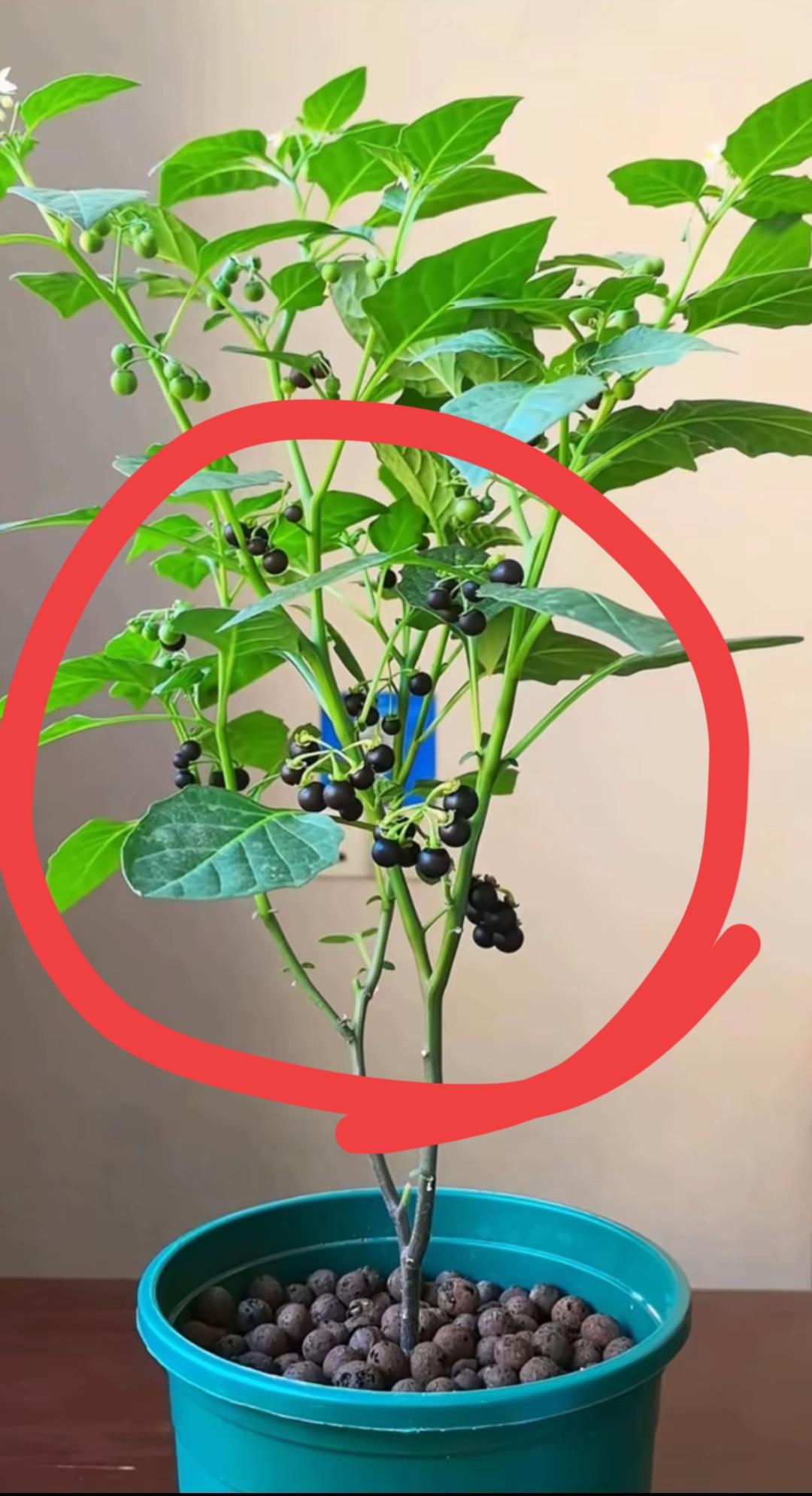 去年5月份，我在网上花了40元买了一颗蓝莓，到货后，日夜期盼能开花结果，今年总算