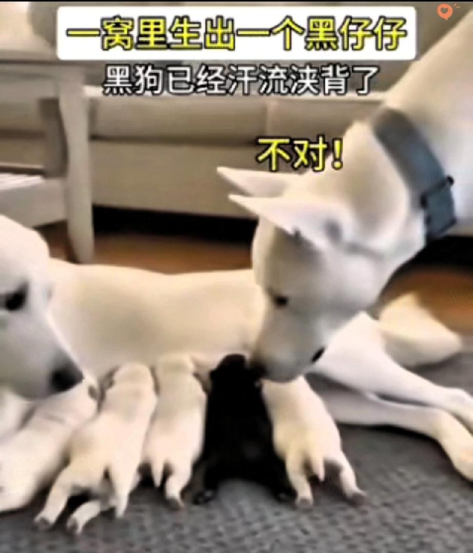 全网最憋屈的狗爸爸上线！

自家狗妈生了一窝奶白色幼崽，偏偏混进一只小黑炭，它叼