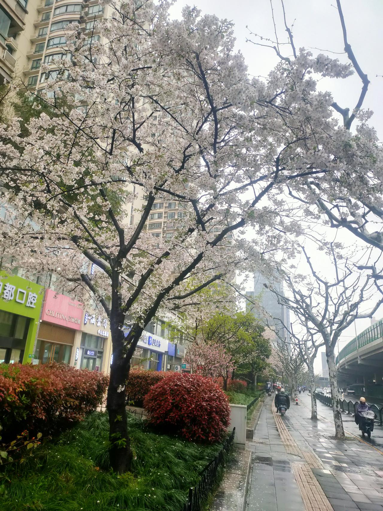 侬好上海呀
清明假期的上海，满大街的樱花🌸开了，樱花很美，也很妩媚，樱花让上海