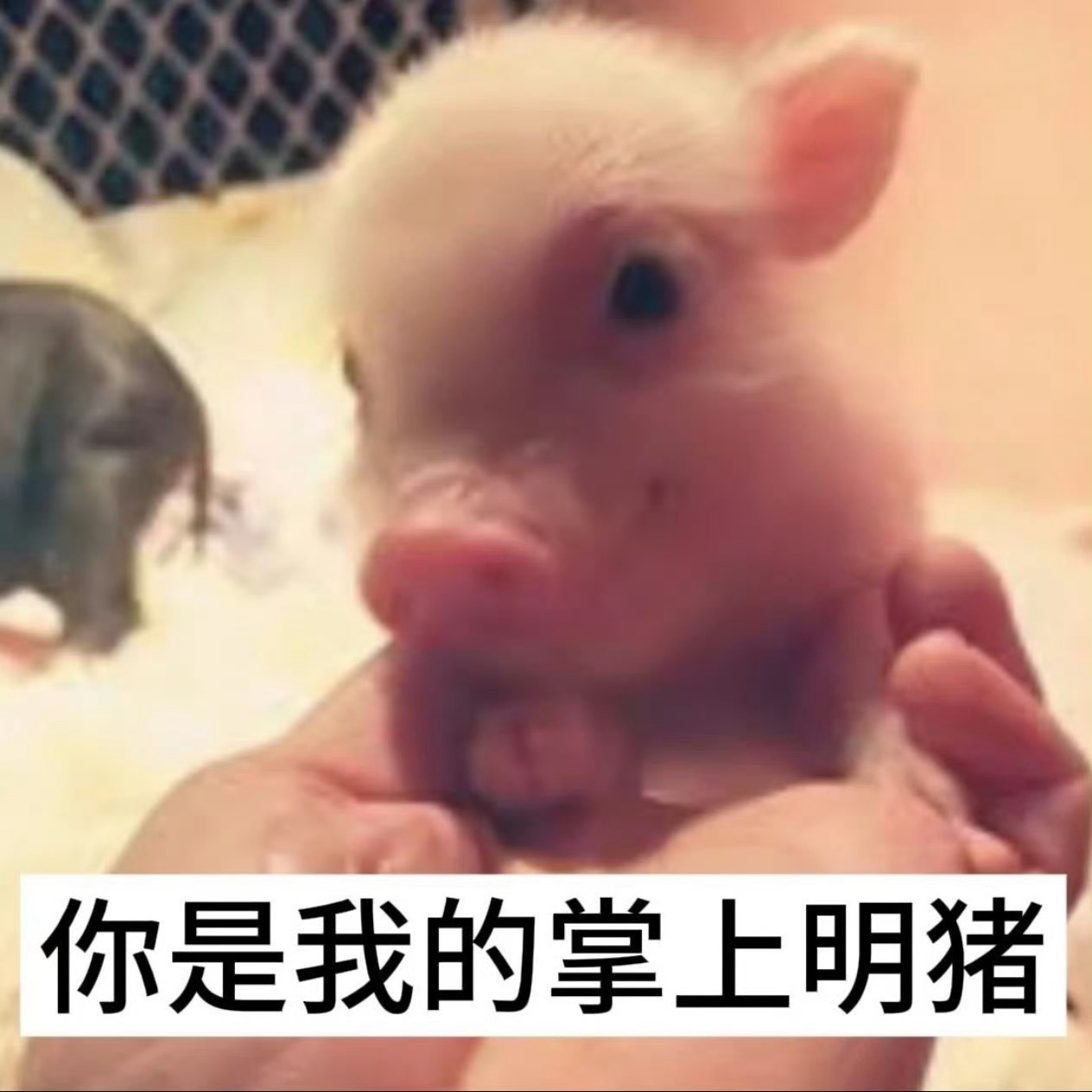 我的掌上明珠宅