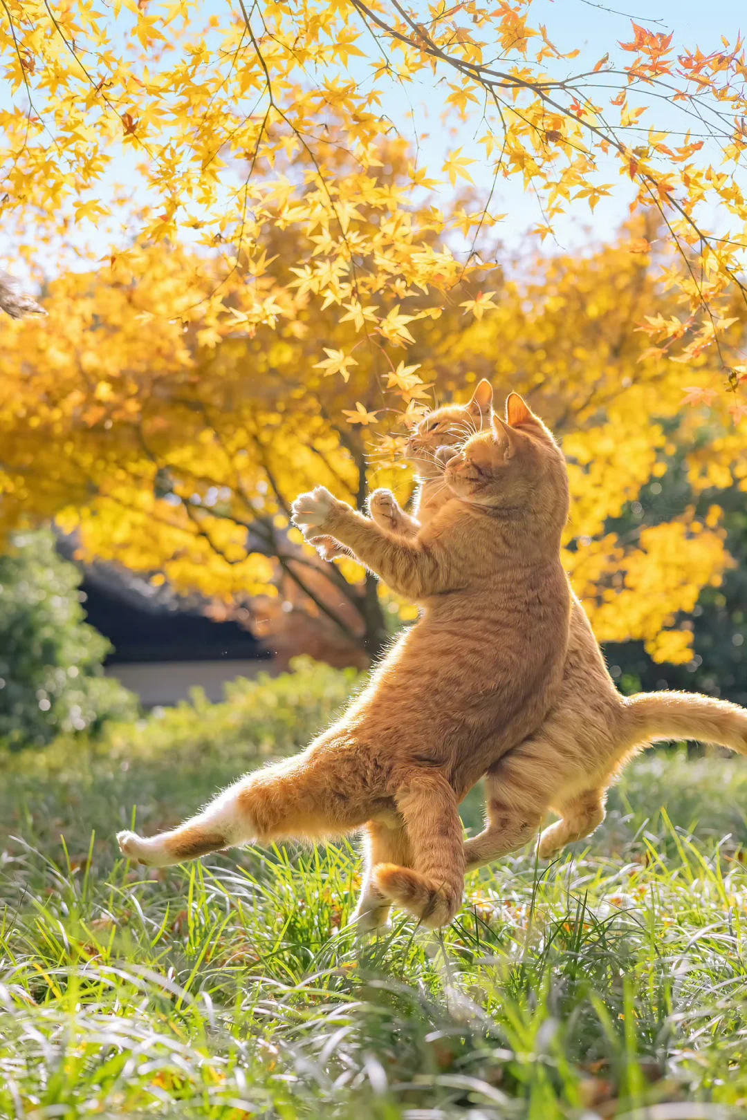 今日秋分，发一组秋色猫猫得意之作
