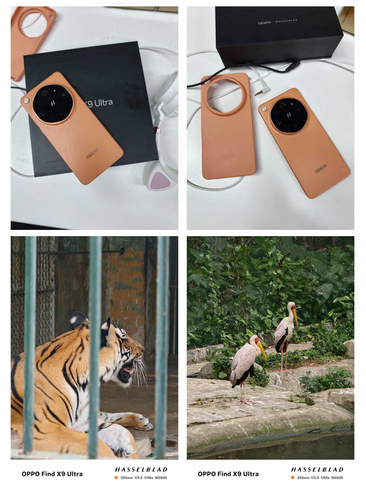 换手机前都不知道老虎能这样拍🐯

换手机这件事我真的纠结了很久，老早就想换了，