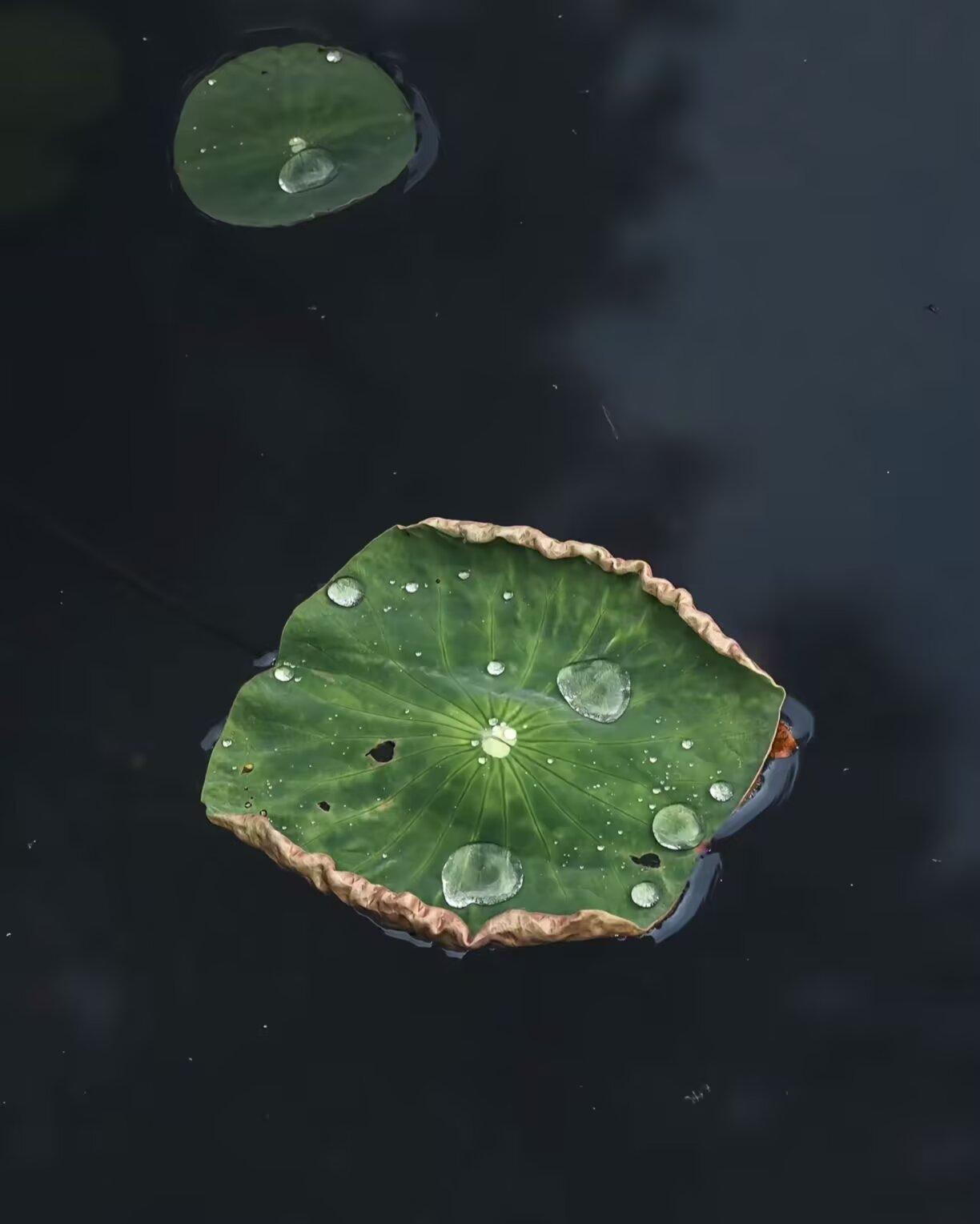 人活着，渡人先渡己，止语才止祸。多言多败，多争多累，所有的是非纷争，终究都是执念