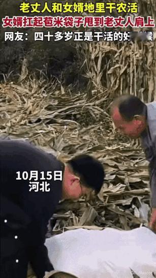 这女婿有点意思。

农忙时女婿帮老丈人收玉米，装车时直接把麻袋甩到老丈人肩上。老