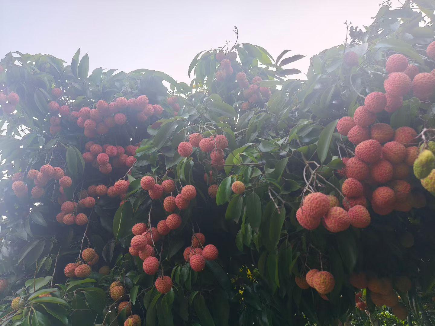 合江荔枝甜蜜上市🎉🎉🎉🎉 朋友们需要荔枝的请联系 每天陪伴我最...