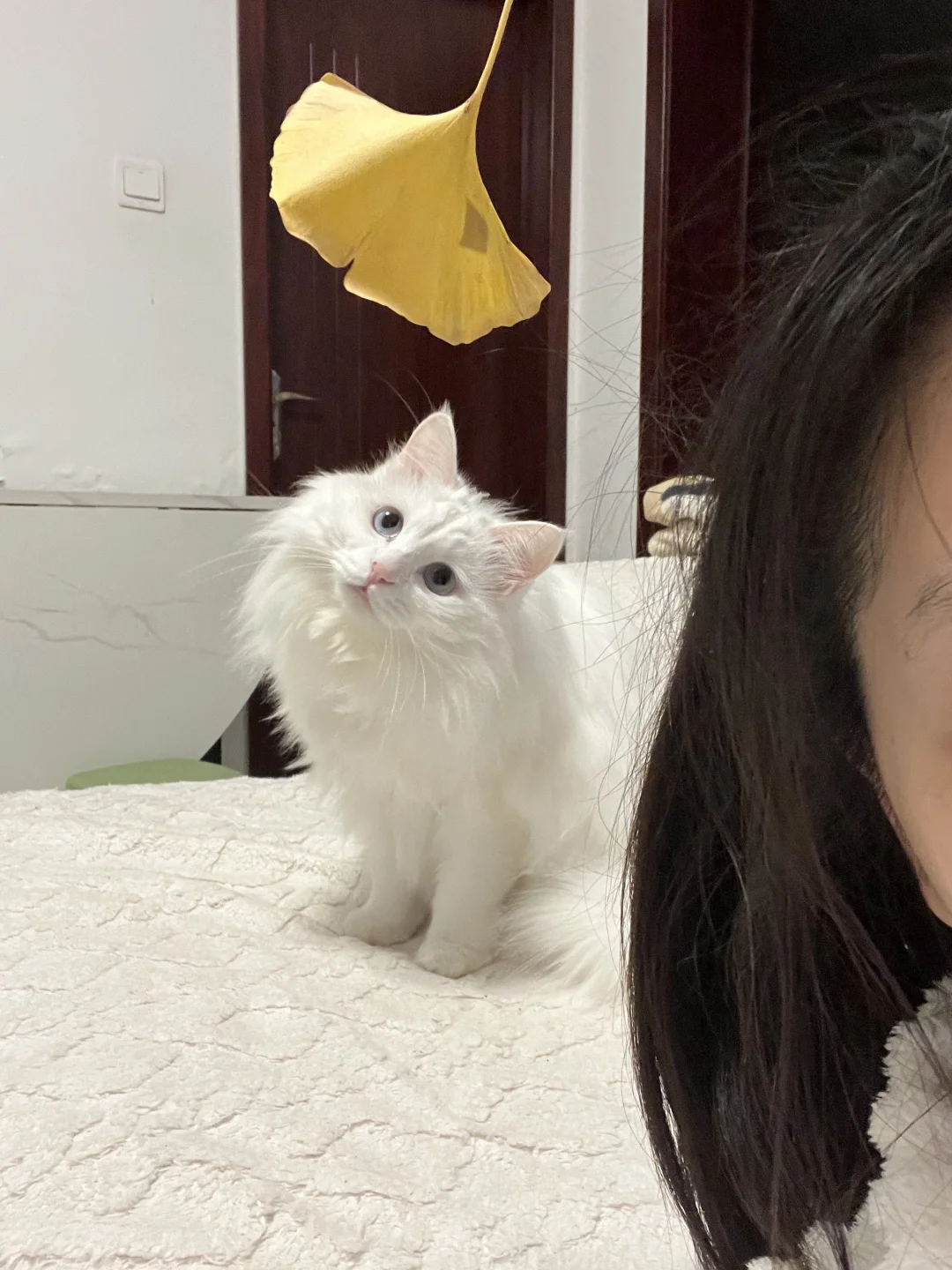 小猫咪都喜欢玩树叶嘛